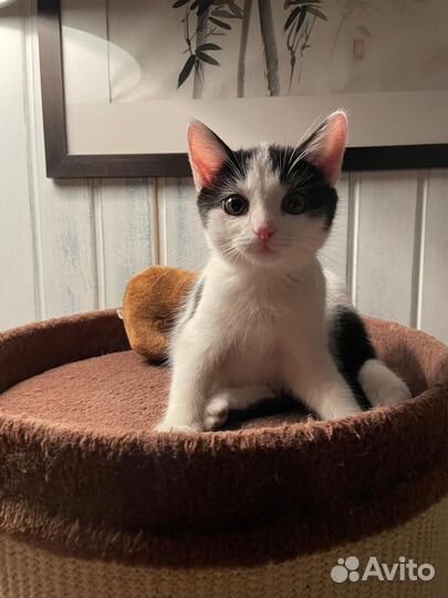 Котёнок мальчик белый 2 месяца