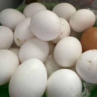 Яйцо домашнее