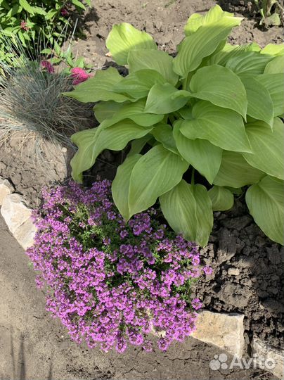 Тимьян, чабрец