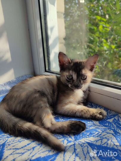 Котята в дар