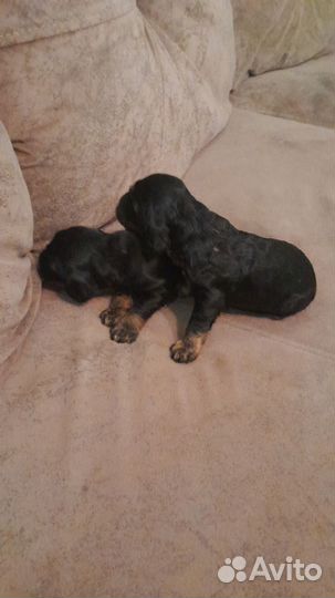 Английский кокер спаниель