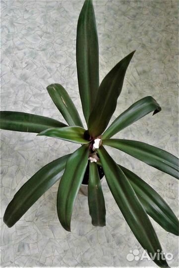 Растения разные-1