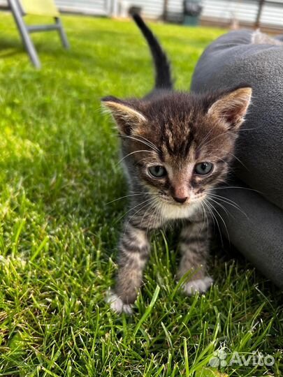 Котята (две кошки и один котенок)