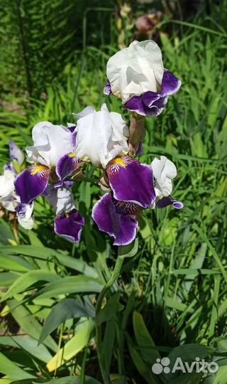 Ирисы