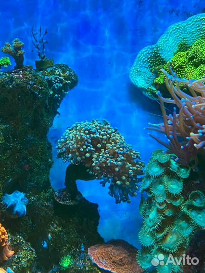 Морские кораллы/Эуфиллия