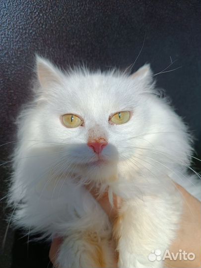 В добрые руки котик