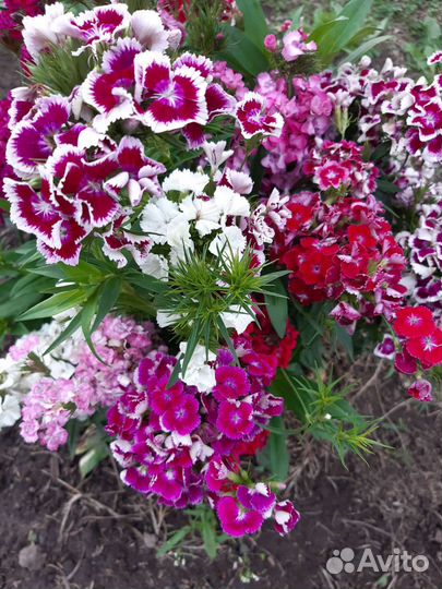 Гвоздика Сударыня