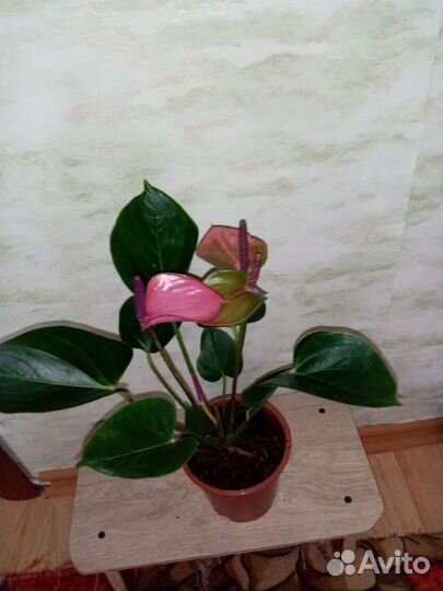 Антуриумы разных цветов