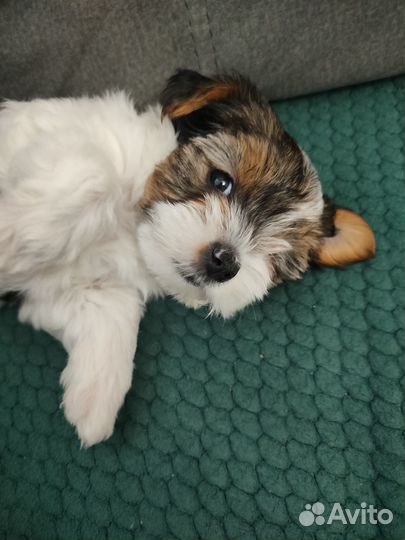 Щенки бивер йорка