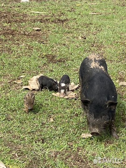 Вьетнамский вислобрюхий поросенок