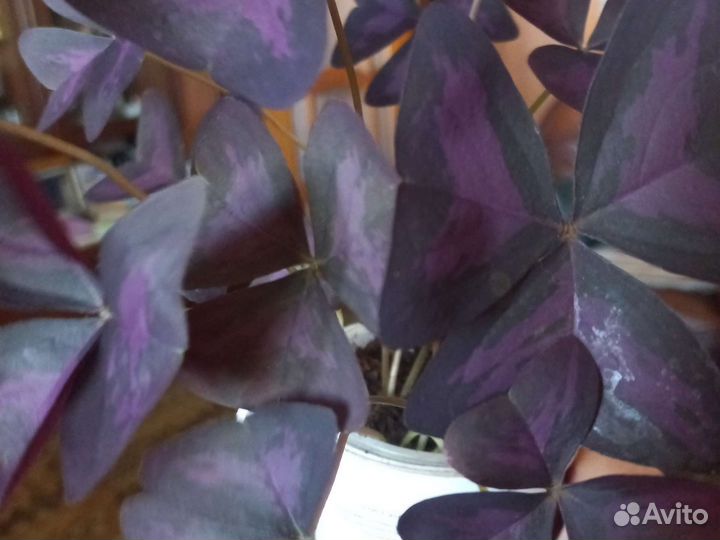 Кислица оксалис, 1шт