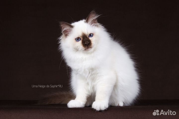 Котята породы Священная Бирма