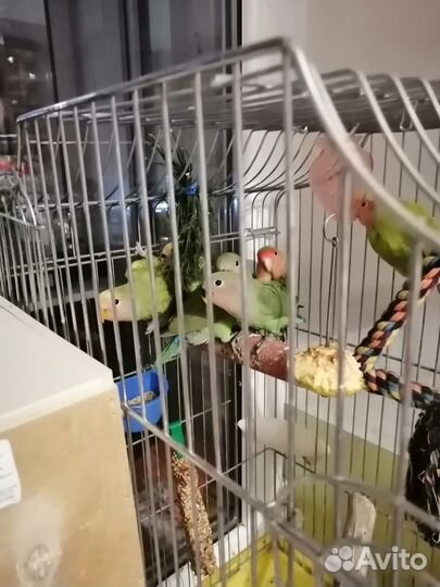 Милые неразлучники