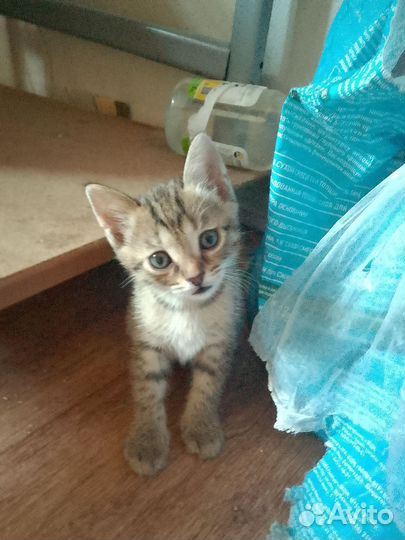 Котята ищут дом