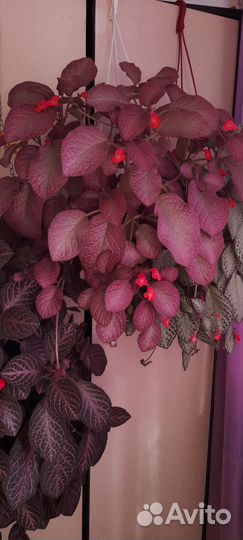 Комнатные цветы.Эписция