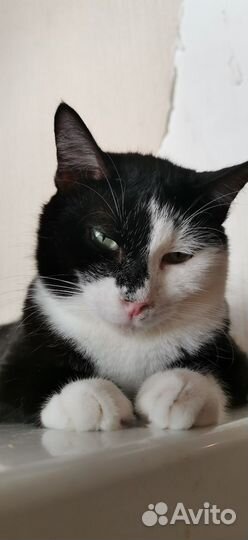 Феликс кот котик в дар