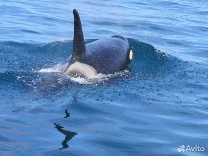 Джип туры, путешествия по Камчатке с kamchatkaone
