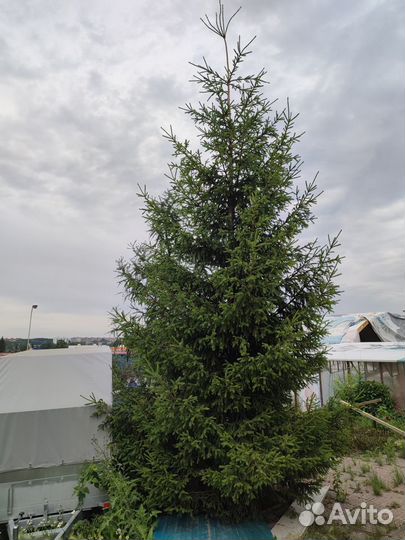 Ель крупномер