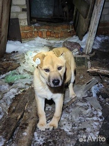 Собака в добрые руки