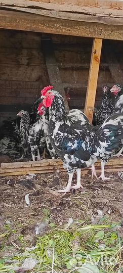 Петухи породы Австролорп