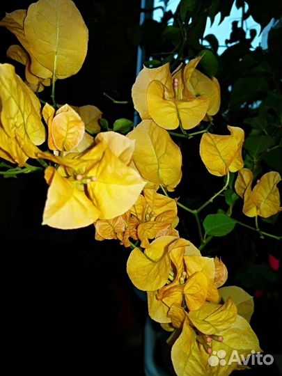 Бугенвиллия Yellow Queen