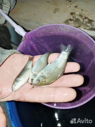 Зимняя рыбалка