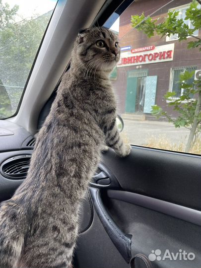 Кошки вислоухие