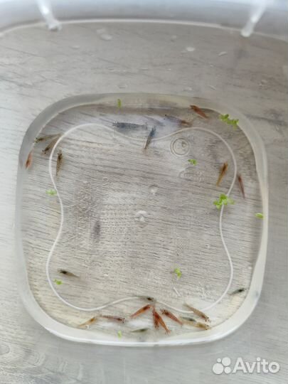 Аквариумные креветки