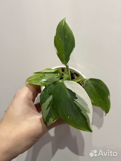 Филодендрон White wizard