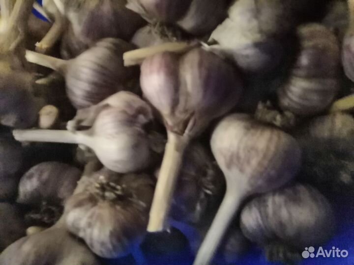 Чеснок