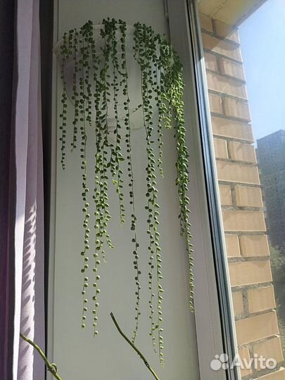 Суккуленты