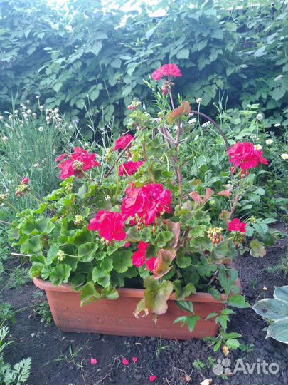 Герань пеларгония