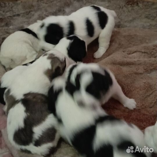 Продам щенков алабая