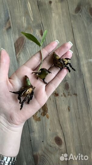 Замиокулькас