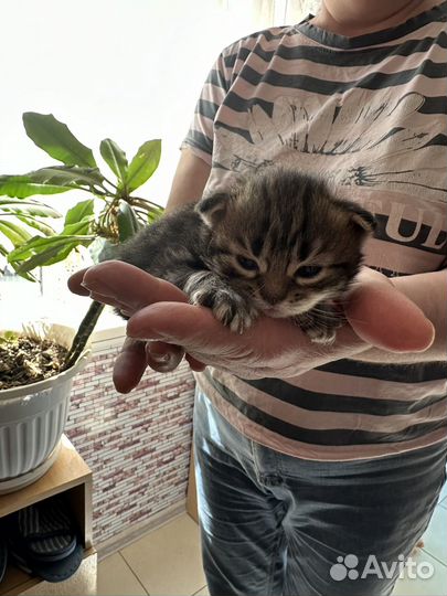 Котята