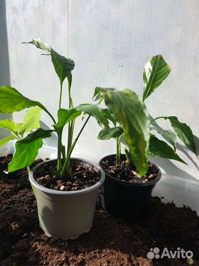Спатифиллум саженцы