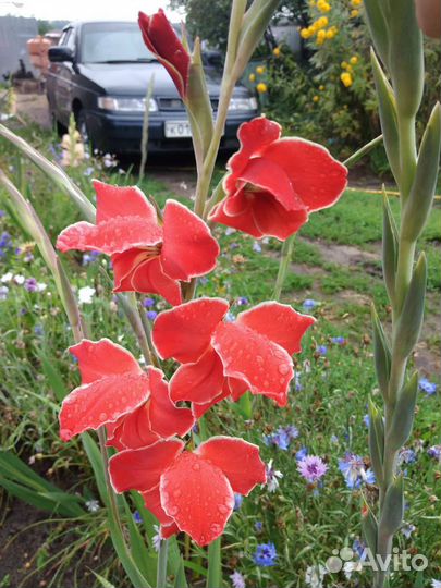 Озеленитель