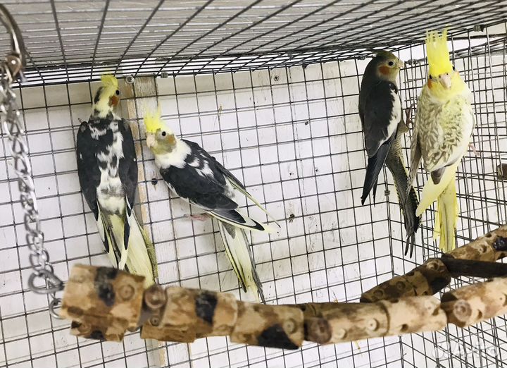 Попугай Корелла