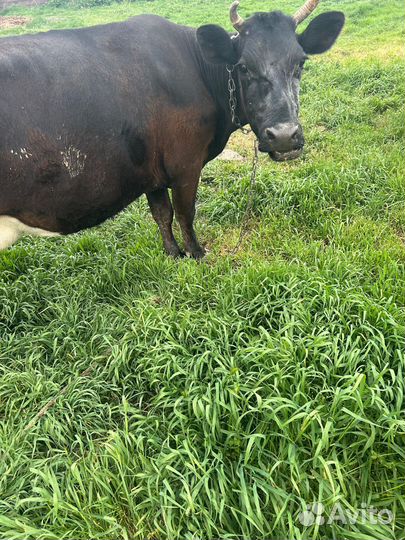 Дойная корова