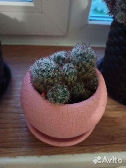 Кактусы и суккуленты