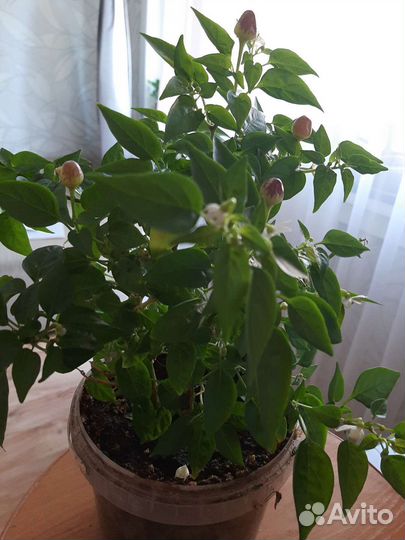 Горький перчик