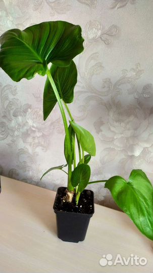 Калла эфирпская