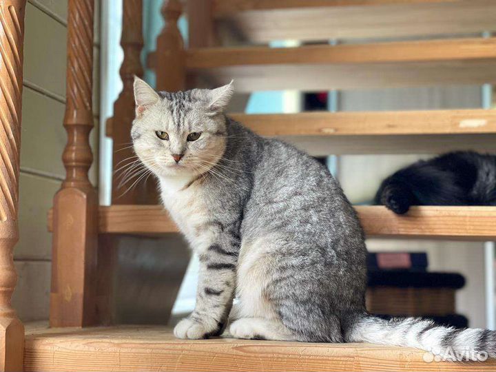 Бесплатно шотландской породы малышка