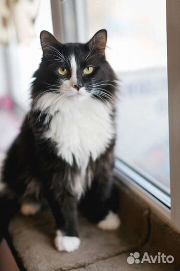 Простой кот