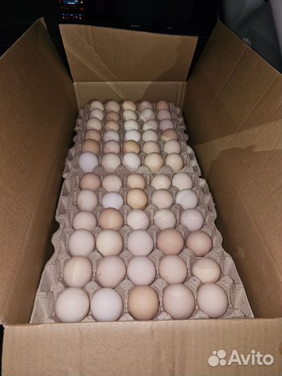 Яйцо инкубационное Смена 9