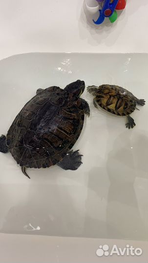 Черепашки красноухие