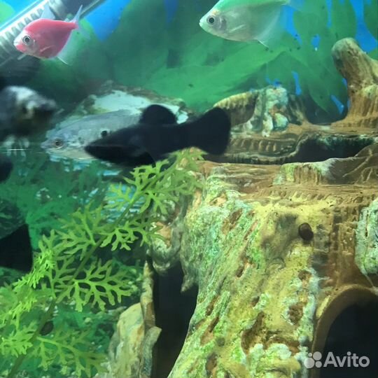 Моллинезия