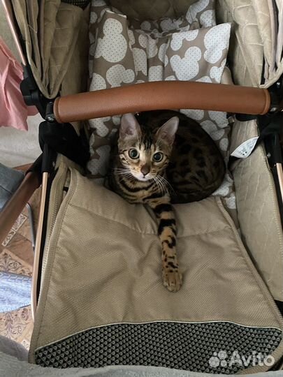 Бенгальская кошка