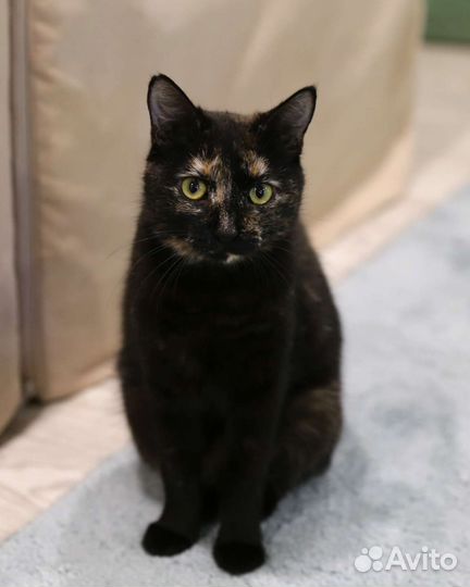 Хлопушка в добрые ручки