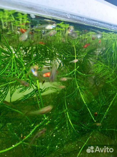 Гуппи, пецилия